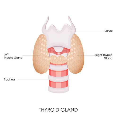 Tiroid Hastalıkları